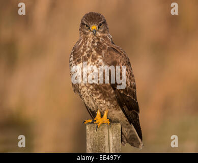 Mäusebussard auf Zaunpfosten Stockfoto