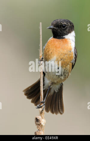 (gemeinsame) Schwarzkehlchen [Saxicola Rubicola] Schwarzkehlchen Deutschland Stockfoto