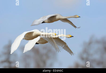 Singschwan [Cygnus Cygnus] Singschwan Stockfoto