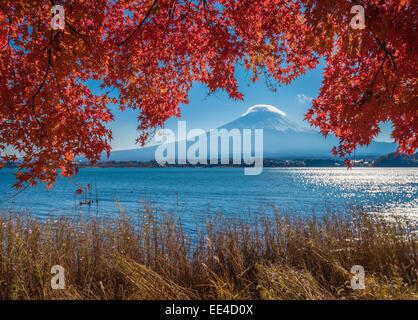 Fuji und Herbst Ahorn Blätter, Kawaguchiko See, Japan Stockfoto