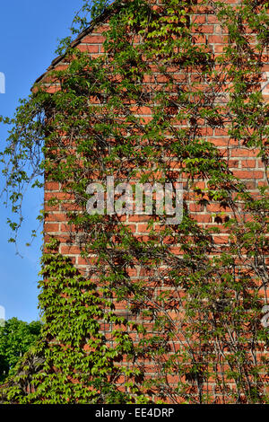 Efeu an der Wand von der Kathedrale von Koenigsberg Stockfoto