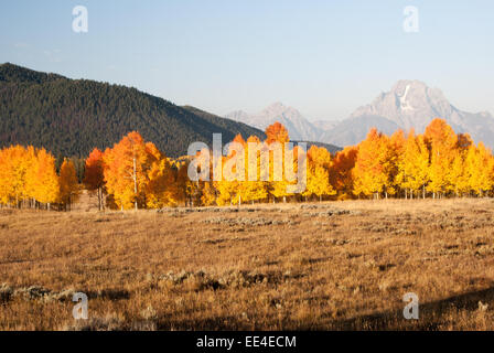 Feuer Farbe espen in Grand Tetons National Park Stockfoto