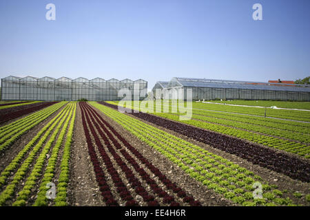 Deutschland, Bodensee, Europa, Baden-Württemberg, Reichenau, Anbau, Blattsalat, Bodenseeinsel, Farben, Feld, Freiland, Gemuesei Stockfoto