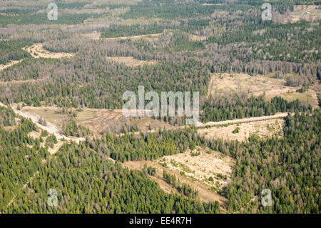 Der Kahlschlag in der Lettischen Wälder Stockfoto