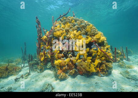 Bunte Unterwasserwelt Unterwasserwelt mit Schwämmen in einem Korallenriff, Caribbean Stockfoto