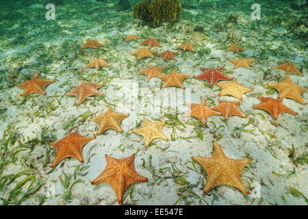 Gruppe von Seesternen, Kissen-Seestern, Oreaster Reticulatus, Unterwasser, auf dem Meeresboden, Caribbean Stockfoto