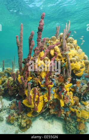 Bunte Schwämme unter Wasser in einem Korallenriff des karibischen Meeres Stockfoto