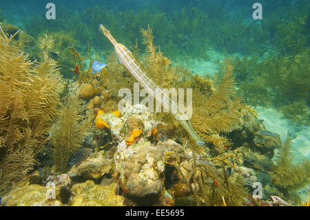 Tropische Fische lange-bodied Trumpetfish, Aulostomus Maculatus, Unterwasser in einem Korallenriff des karibischen Meeres Stockfoto