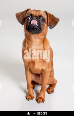 Brüsseler Griffon sitzen auf weißen Sweep Hintergrund Stockfoto