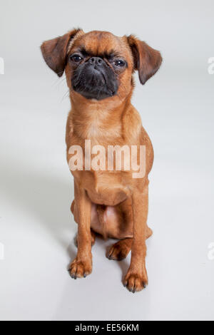 Brüsseler Griffon sitzen auf weißen Sweep Hintergrund Stockfoto