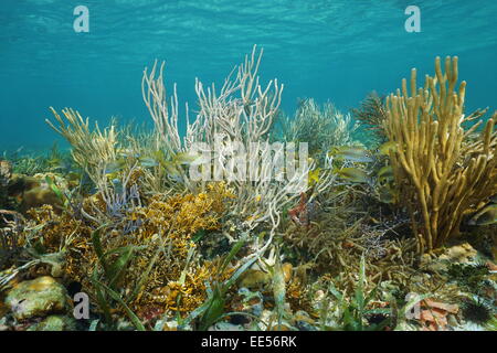 Unterwasserlandschaft auf ein flaches Riff mit Korallen und tropischen Fischen versteckt in den Stäben, Karibik Stockfoto