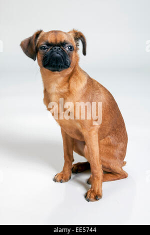 Brüsseler Griffon sitzen auf weißen Sweep Hintergrund Stockfoto