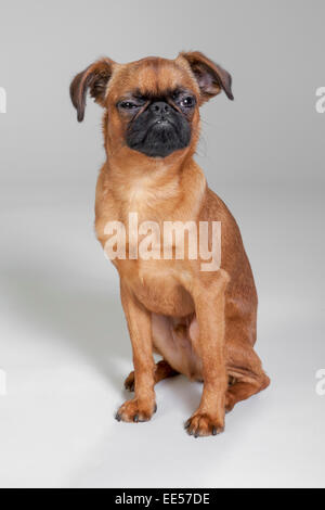 Brüsseler Griffon sitzen auf weißen Sweep Hintergrund Stockfoto