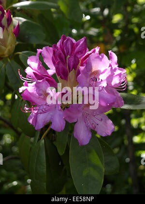 Rhododendron, Rhododendron Catawbiense, Detail, Blueten, Lila, Natur, Botanik, Flora, Pflanze, Bluehen, Giftpflanze, Giftig, Hei Stockfoto