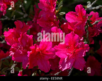 Azalee, verrotten Bluehend, Asteraceae, Asterngewaechs, Aussen, Bluehen, Bluete, Blueten, Botanik, Büsche, Busch, Compositae, Flora, Stockfoto