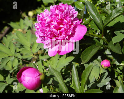 Pfingstrose (Paeonia Officinalis), Bluete, Blueten, Bluetenknospe, Gartenblume, Gartenpflanze, Natur, Sommer, Bluehen, Bluehend, Stockfoto