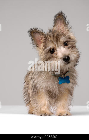 Dieses Foto zeigt eine Cairn-Terrier Hündin, voller Körper mit niedlichen aufmerksamen Ausdruck Stockfoto