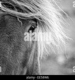 Closeup Portrait des isländischen Pony auf einer Farm in Island Stockfoto