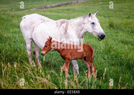 Mutter Pferd mit ihrem Fohlen auf einer Farm in Central Kentucky Stockfoto