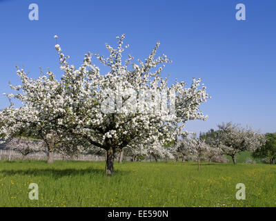 Deutschland, Bodensee, Europa, Sehenswuerdigkeit, Tourismus, Bluete, Blueten, Bluetezeit, Bodenseekreis, Fruehjahr, Fruehling, J Stockfoto