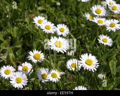 Wiese, Gaensebluemchen, Bellis Perennis, Asteraceae, Korbbluetler, Blumen, Blueten, Fruehling, Futterpflanze, Garten, Gras, Heil Stockfoto