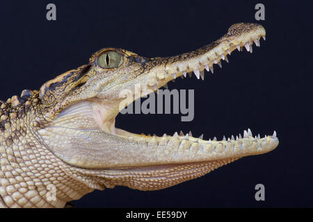 Siamesische Krokodil / Crocodylus Siamensis Stockfoto