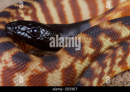Black-headed Python / Schwarzkopfpythons Melanocephalus Stockfoto