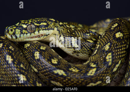 Diamant-Python / Morelia s.spilota Stockfoto