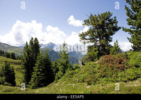 Oesterreich, Tirol, Pitztal, Zirben, Berglandschaft, Gebirge, Pflanzen, Natur, Vegetation, Baeume, Nadelbaeume, Blick, menschenl Stockfoto