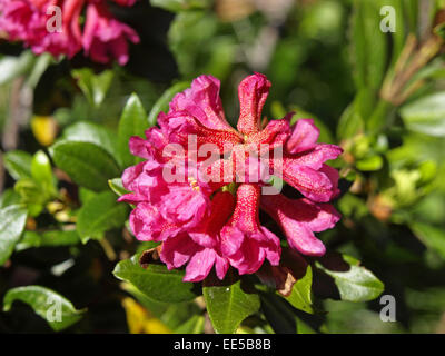 Alpenrose, Rhododendron, Nahaufnahme, Natur, Vegetation, Botanik, Bergregion, Alpenblume, Blume, Stiel, Bluete, Rosa, Geschuetzt, N Stockfoto