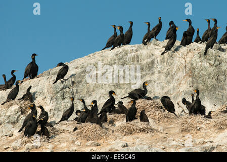 Herde von Double-Crested Kormoran (Phalacrocorax Auritus) an der Küste, Lake Of The Woods, Ontario, Kanada Stockfoto