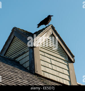 Crow hocken auf Dachterrasse, Avonlea, Green Gables, Prince Edward Island, Kanada Stockfoto