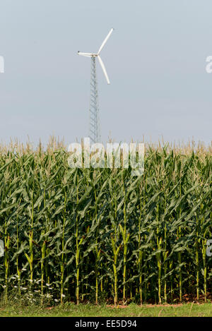 Windkraftanlage im Maisfeld, Summerside, Prinz Eduard Insel, Kanada Stockfoto