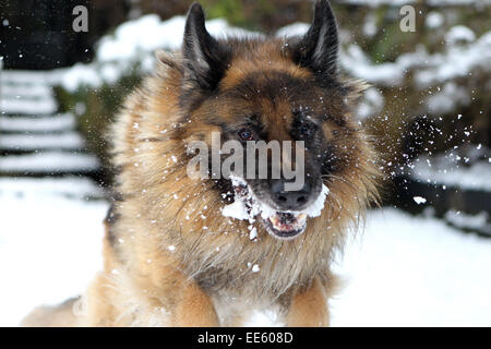 Ballycastle, Co. Antrim, Nordirland, Vereinigtes Königreich. 14. Januar 2015.  "Keeper" der Deutsche Schäferhund spielt im Schnee in Ballycastle, Co. Antrim. Fast 4 Zoll Schnee ist über Nacht gefallen, Schulen sind geschlossen und Kinder machen das Beste aus dem Wintersturm. Bildnachweis: Steven McAuley/Alamy Live-Nachrichten Stockfoto