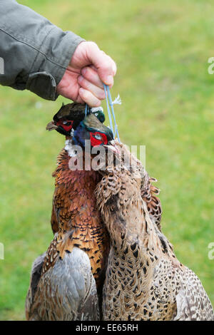 Mann trägt erschossen Fasane Stockfoto