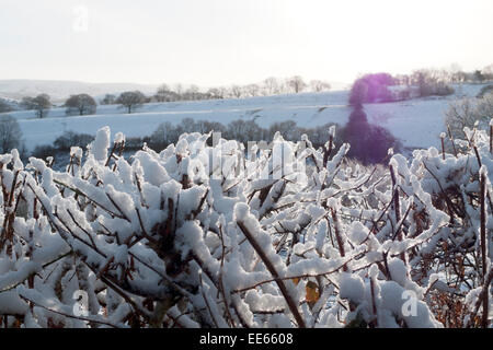 UK Wetter. Verschneite Landschaft mit Schnee aufgetürmt auf getrimmt Hecke in klirrender Kälte Wetter und Sonnenschein am Morgen Carmarthenshire West Wales, UK 14t Januar 2015 KATHY DEWITT Stockfoto