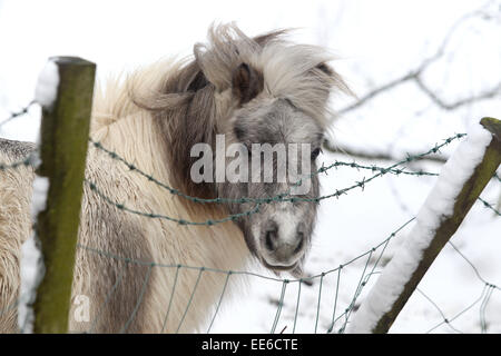 Ballycastle, Nordirland, Vereinigtes Königreich. 14. Januar 2015. Shetland-Ponys Zuflucht in Ballycastle bei einem schweren Show-Sturz von ungefähr sechs Zoll Servious Chaos, Schule Reise- und am Arbeitsplatz gebracht hat. Bildnachweis: Steven McAuley/Alamy Live-Nachrichten Stockfoto