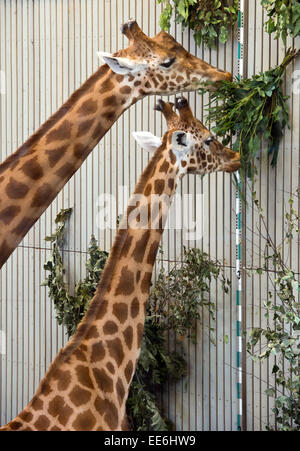 Dresden, Deutschland. 14. Januar 2015. Die Giraffen "Diko" (L) und Tessa stehen neben einem Maßstab bei der Inventur im Zoo in Dresden, Deutschland, 14. Januar 2015. Zu Beginn des Jahres 2015 im Zoo in Dresden ist alles über die Erhebung von Daten über die genaue Tierpopulation und tierischen Statistiken. Foto: ARNO BURGI/Dpa/Alamy Live-Nachrichten Stockfoto