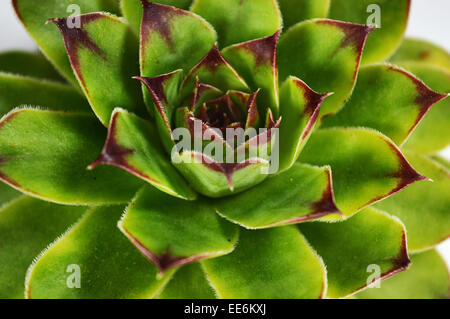 Crassulaceae saftige Blume Stockfoto