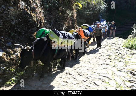 Yaks in Phakding Dorf am Everest base Camp trek, Sagarmatha Nationalpark, Solukhumbu Bezirk, Khumbu-Region, östlichen Ne Stockfoto