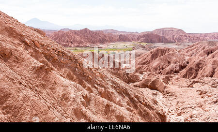 Einige grüne mitten in der Wüste, San Pedro de Atacama, Chile, Südamerika Stockfoto