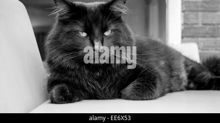 Schwarze Katze mit einem bösen Blick und entspannen Sie auf einem Stuhl Stockfoto
