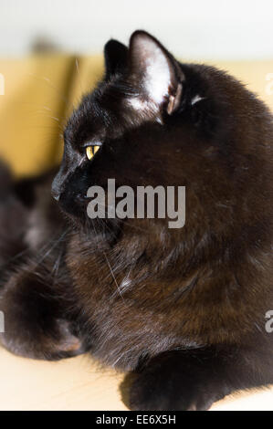 Schwarze Katze Seite Profil Close-up Stockfoto