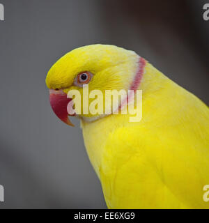 Gelben Papagei, gelbe indische Halsbandsittich, Gesichtsprofil Stockfoto