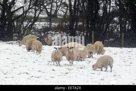 Nordirland, Vereinigtes Königreich. 14. Januar 2015. UK-Wetter: Schafe weiden auf Glenshesk in der Nähe von Ballycastle. Die Nordküste hat ungefähr sechs Zoll von Schnee hatte, wie es seine selbst für 70 MPH Winden über die nächsten 24 Hosenträger Stunden. Bildnachweis: Steven McAuley/Alamy Live-Nachrichten Stockfoto