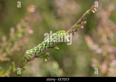 Schöne gelbe Underwing Falter Raupe; Anarta Myrtilli; UK Stockfoto