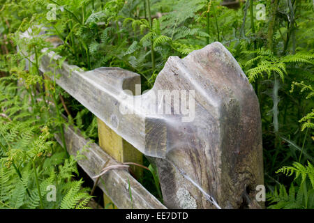 Vogel-Kirsche Hermelin Falter Raupe; Yponomeuta Evonymella; Sommer; UK Stockfoto