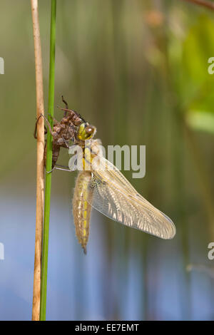 Vier Spotted Chaser Libellula Quadrimaculata neu entstanden Cornwall; UK Stockfoto