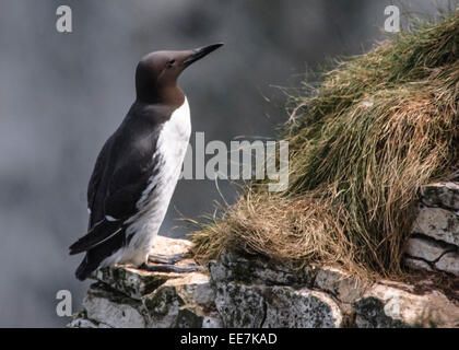 Guillemot auf Klippe Stockfoto