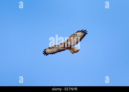 Mäusebussard (Buteo Buteo) im Flug gegen blauen Himmel Stockfoto